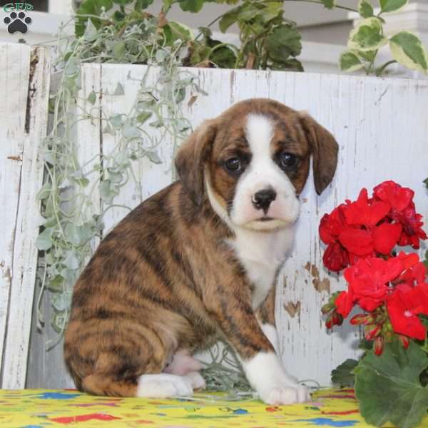 Carmel, Boston Terrier Mix Puppy